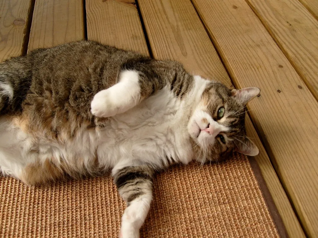 #1 - It Chooses You Over Food, Sunny Spots, And Sometimes Other Cats (CapCase, Flickr, CC BY 2.0)