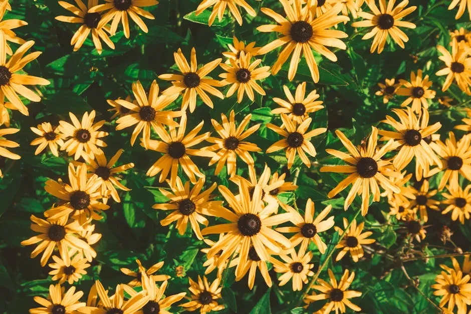 #2 Black-Eyed Susan (Rudbeckia hirta) (Image Credits: Pexels)