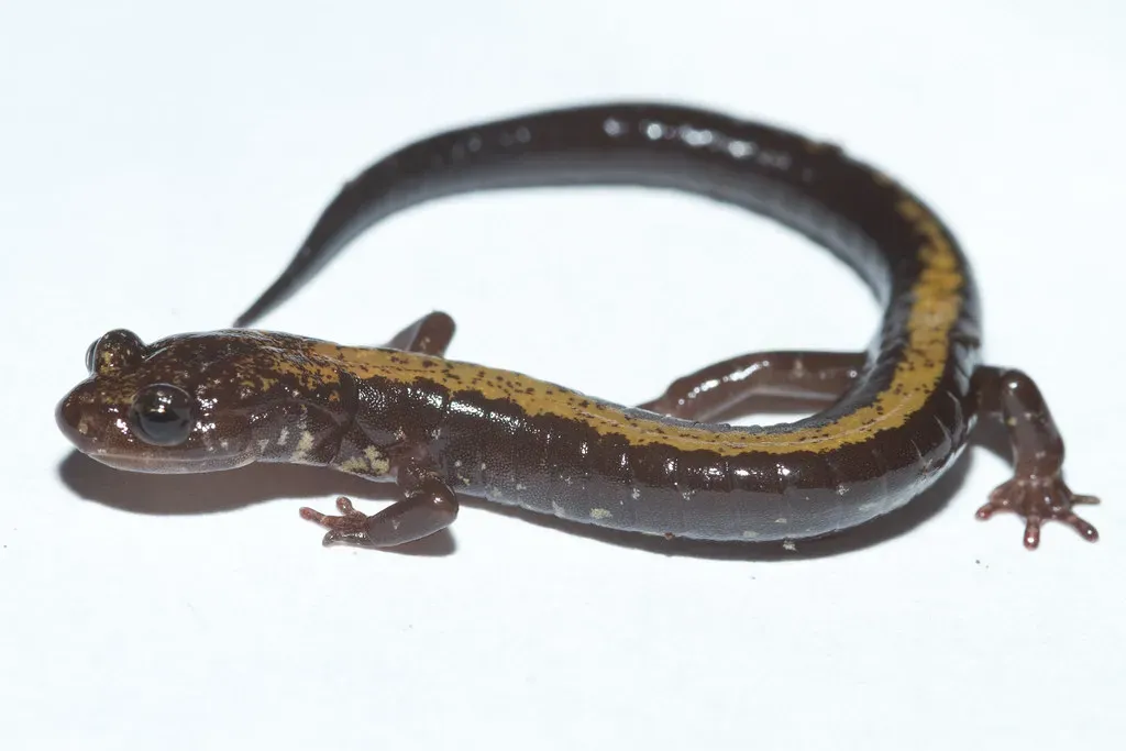 8. Shenandoah National Park, Virginia: Home to a Salamander Found Nowhere Else on Earth (brian.gratwicke, Flickr, CC BY 2.0)