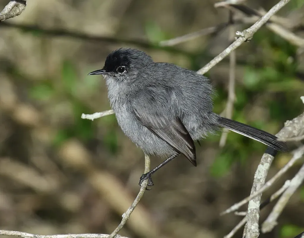 4. California Gnatcatcher (Wildreturn, Flickr, CC BY 2.0)