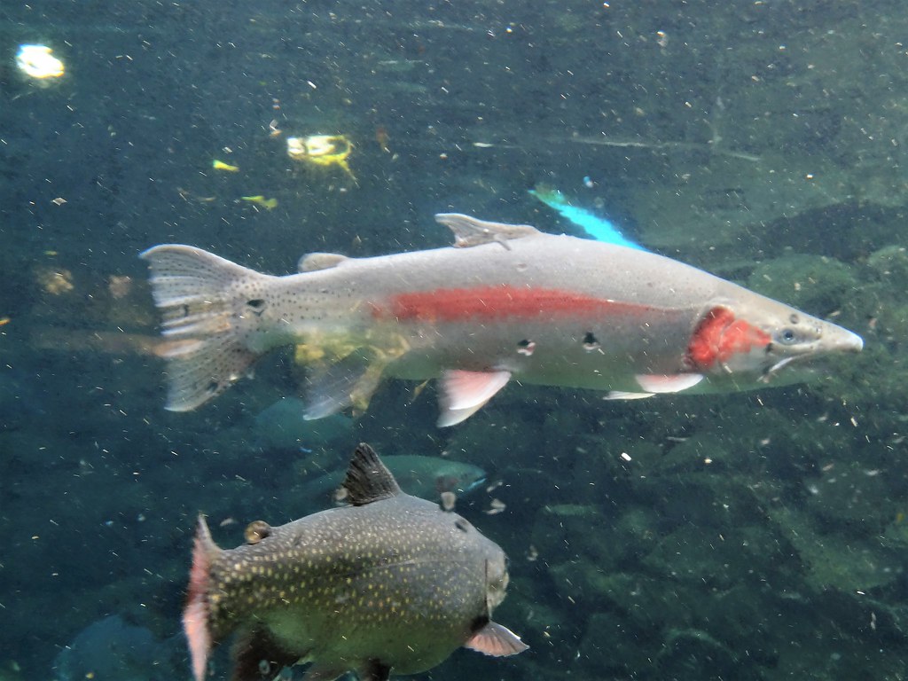 The Science of Underwater Destruction (Image Credits: Flickr)