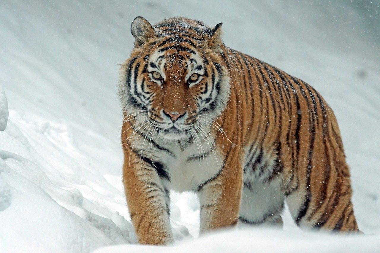 Tigers (Image Credits: Pixabay)