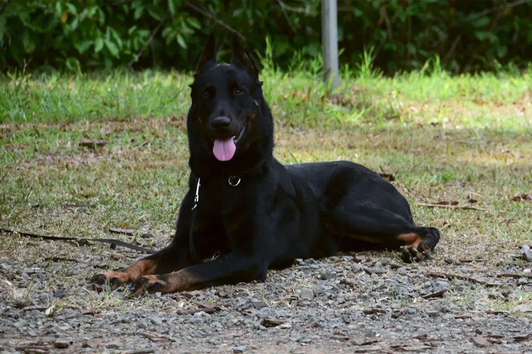The Beauceron: France's Silent Sentinel (Image Credits: Unsplash)