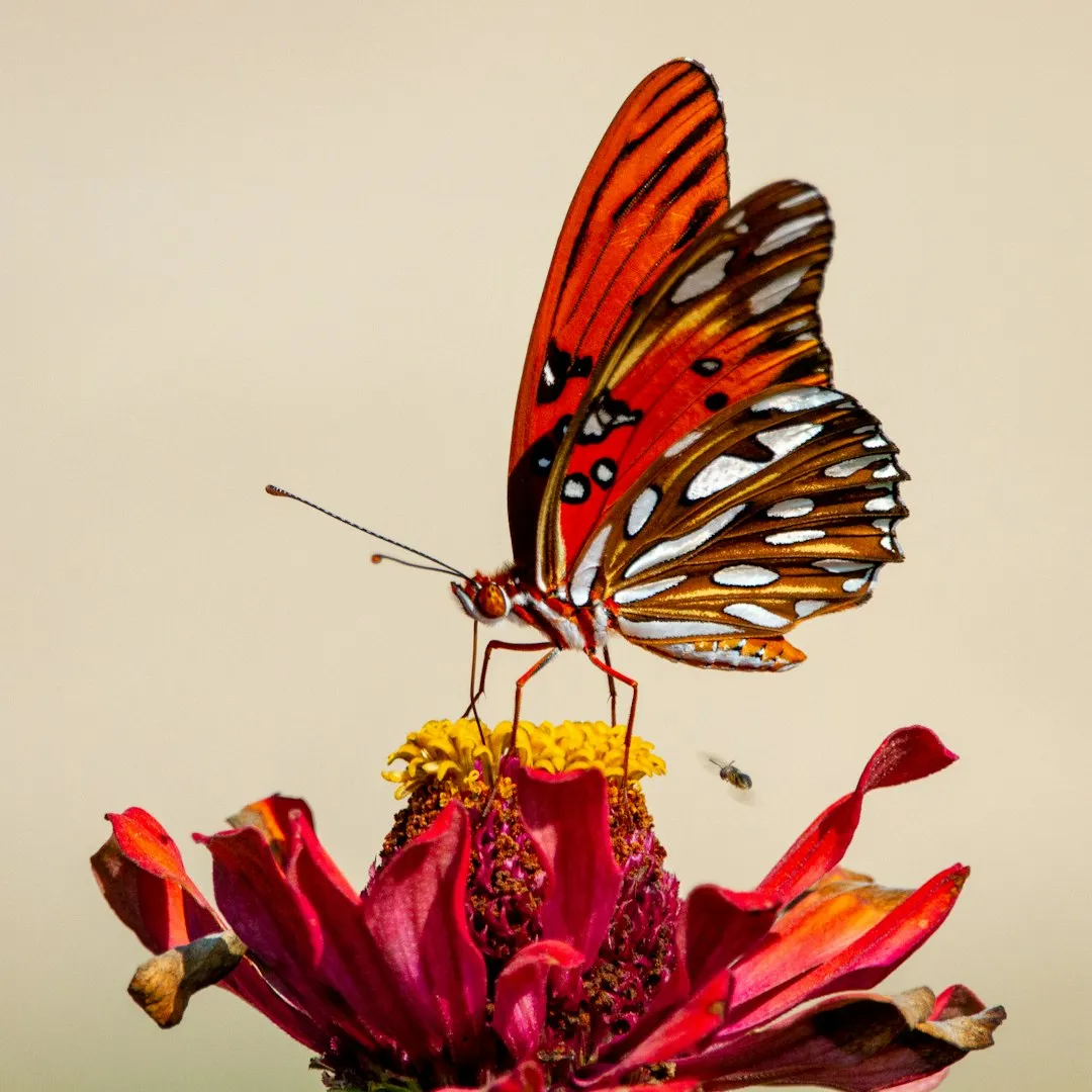 The Universal Symbolism of Butterflies (Image Credits: Unsplash)