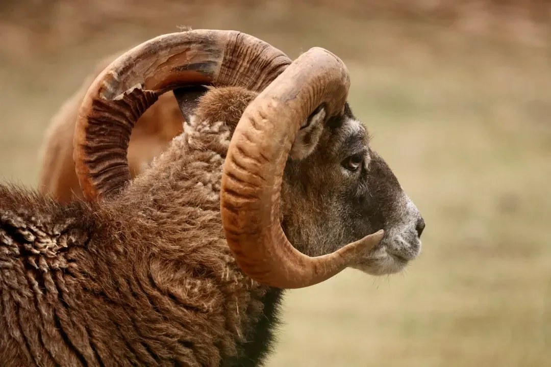 Aries: The Ram's Headstrong Defense (Image Credits: Unsplash)