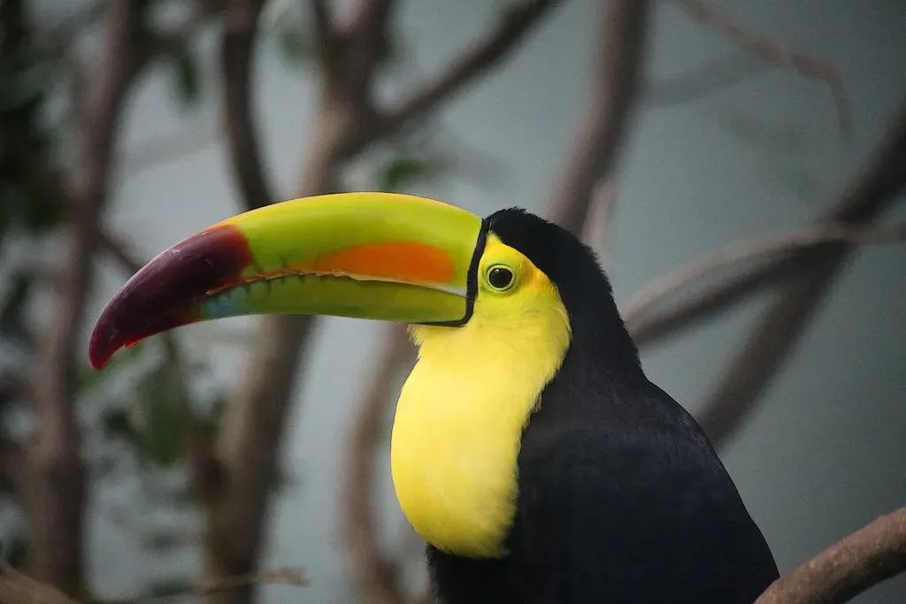 Keel-Billed Toucan: The Rainbow-Billed Wonder (Image Credits: Flickr)