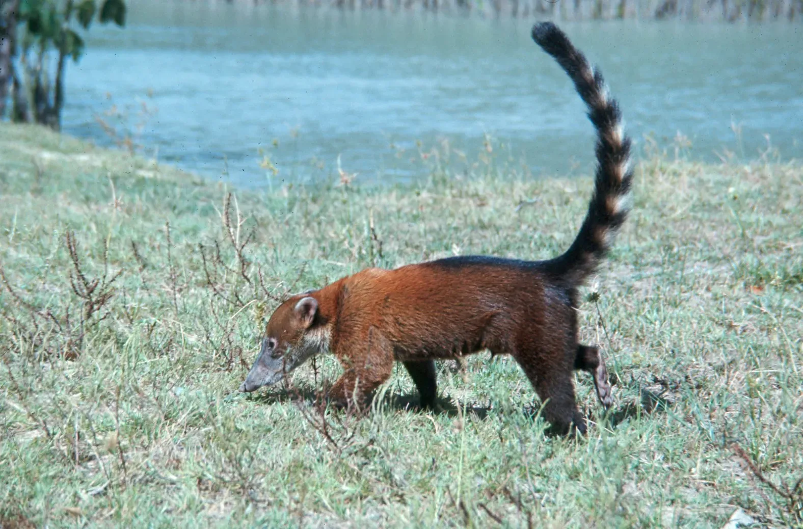 They Can Travel Over a Mile Each Day Searching for Food (Image Credits: Wikimedia)