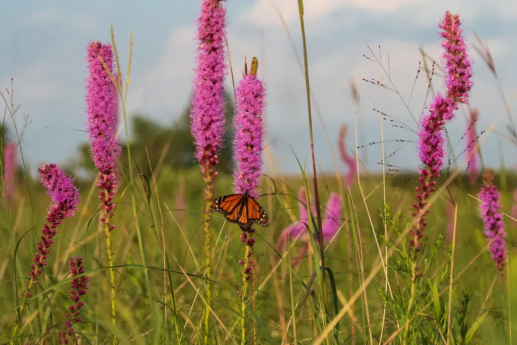 Blazing Star (Liatris ligulistylis): The Monarch Magnet (Image Credits: Flickr)
