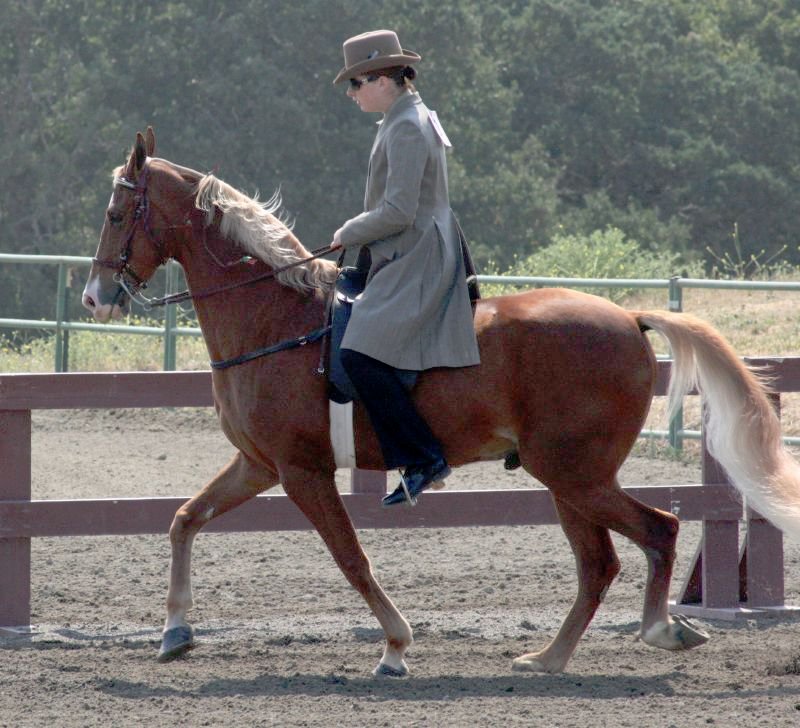 Tennessee Walking Horse: The Smooth Stepper (Image Credits: Wikimedia)