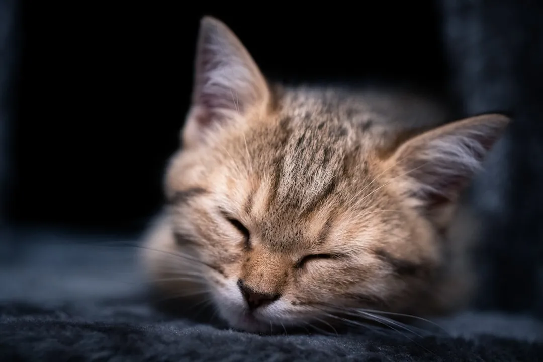 #16 - Sleeping Differently, Not Just "More" (Image Credits: Unsplash)