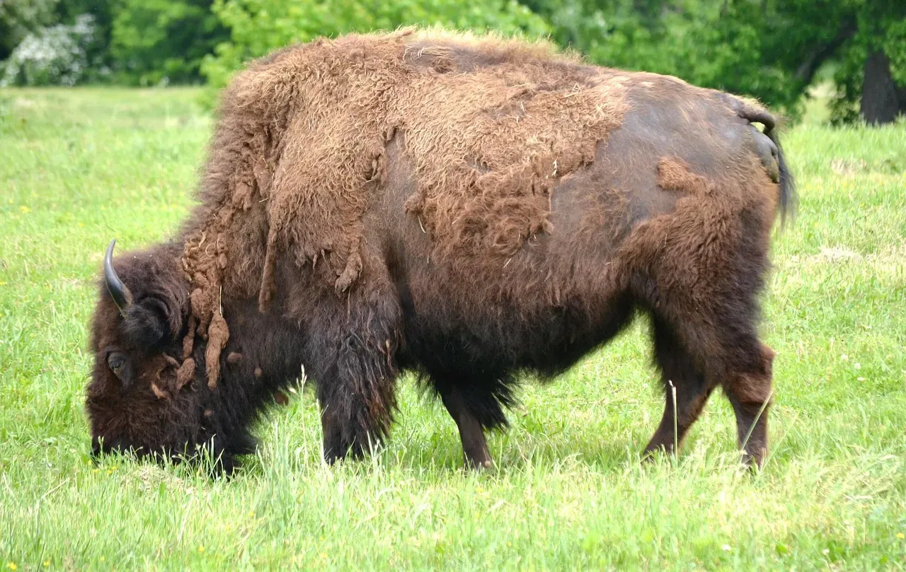 #2 Taurus (April 20 &ndash; May 20): The Bison (Image Credits: Pixabay)