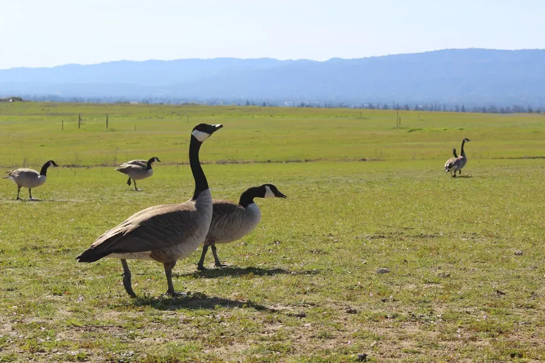 #7: They Learn by Watching Other Geese, Including Strangers (Image Credits: Unsplash)