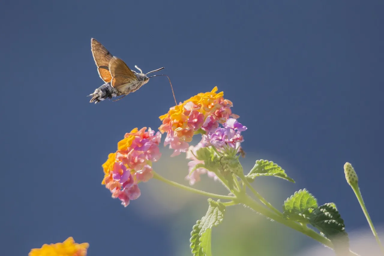 12 - Lantana (Lantana camara) (Image Credits: Pixabay)