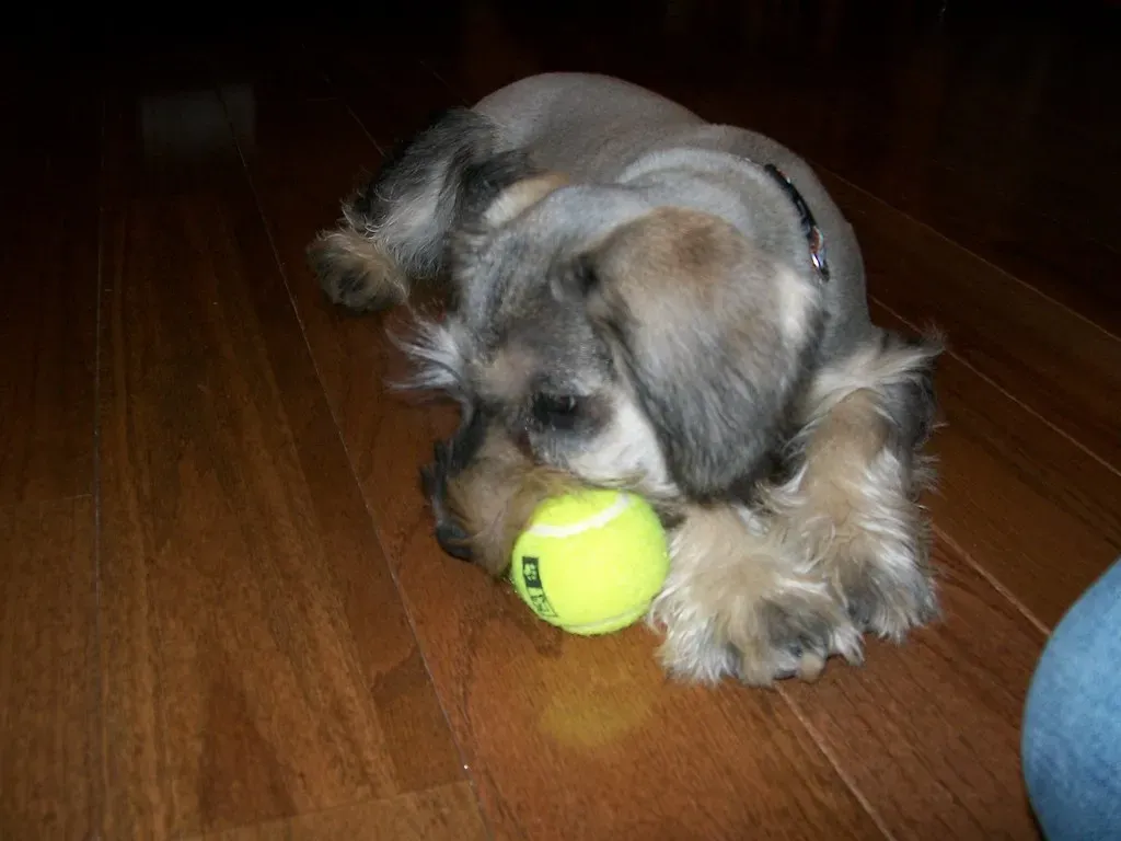 #7. Miniature Schnauzer (Beetlebug16, Flickr, CC BY 2.0)