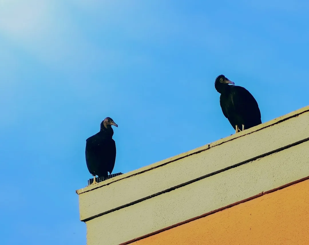 #1 Vultures were built for high, open perches long before rooftops existed (Image Credits: Unsplash)