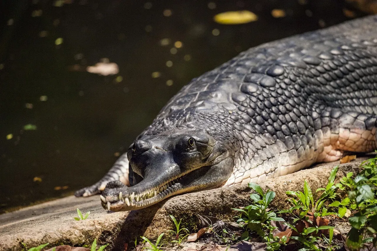 Alligators Are Not Stalking You (Image Credits: Pixabay)