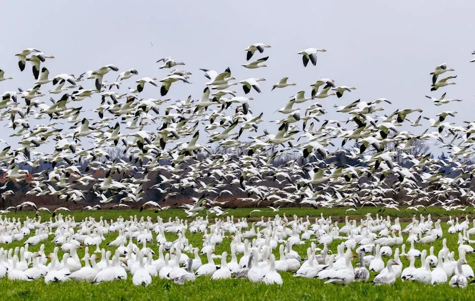 Bird Migration and Stellar Navigation (Image Credits: Pexels)