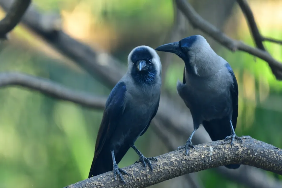 Implications for Human-Crow Interactions (Image Credits: Unsplash)