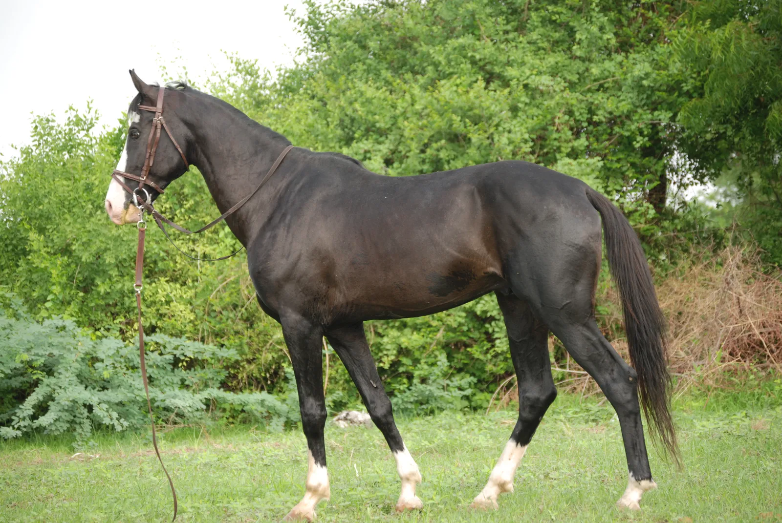 #5 - Marwari & Other Regional War-Bred Types: Deep Instincts, Narrow Margins (By Virendra.kankariya, Public domain)