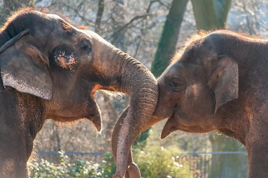 Tarra the Elephant and Bella the Dog (Image Credits: Pexels)