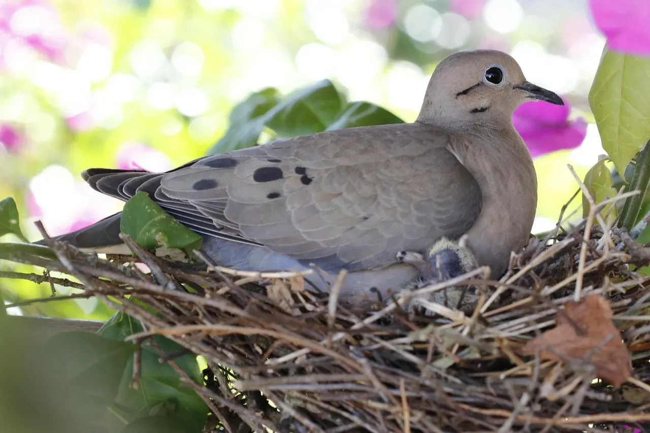 3. The Mourning Dove's Surprisingly Tender Nest-Building Ritual (Image Credits: Pixabay)