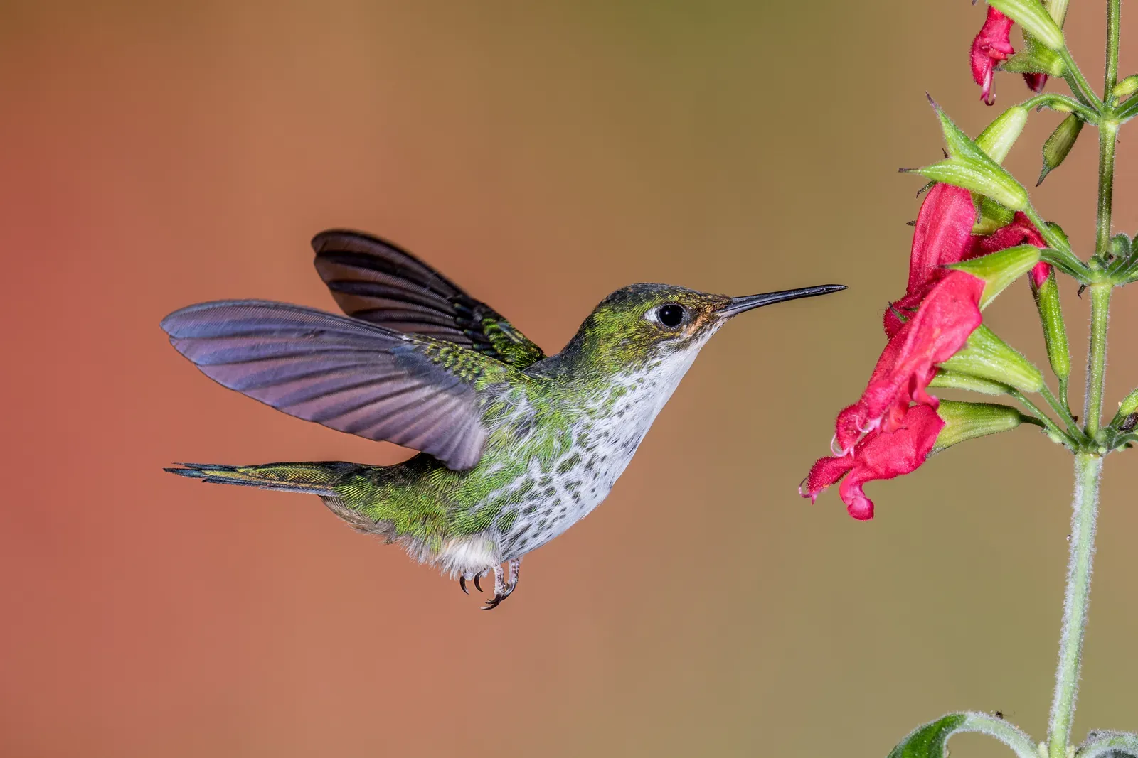 Emblems of Strength and Recovery (Hummer Close-up, CC BY 2.0)