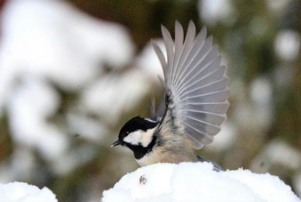 #15 - Coal Tit and Subtler Shifters: Quietly Moving Up, Quietly Overlooked (irio.jyske, Flickr, CC BY 2.0)