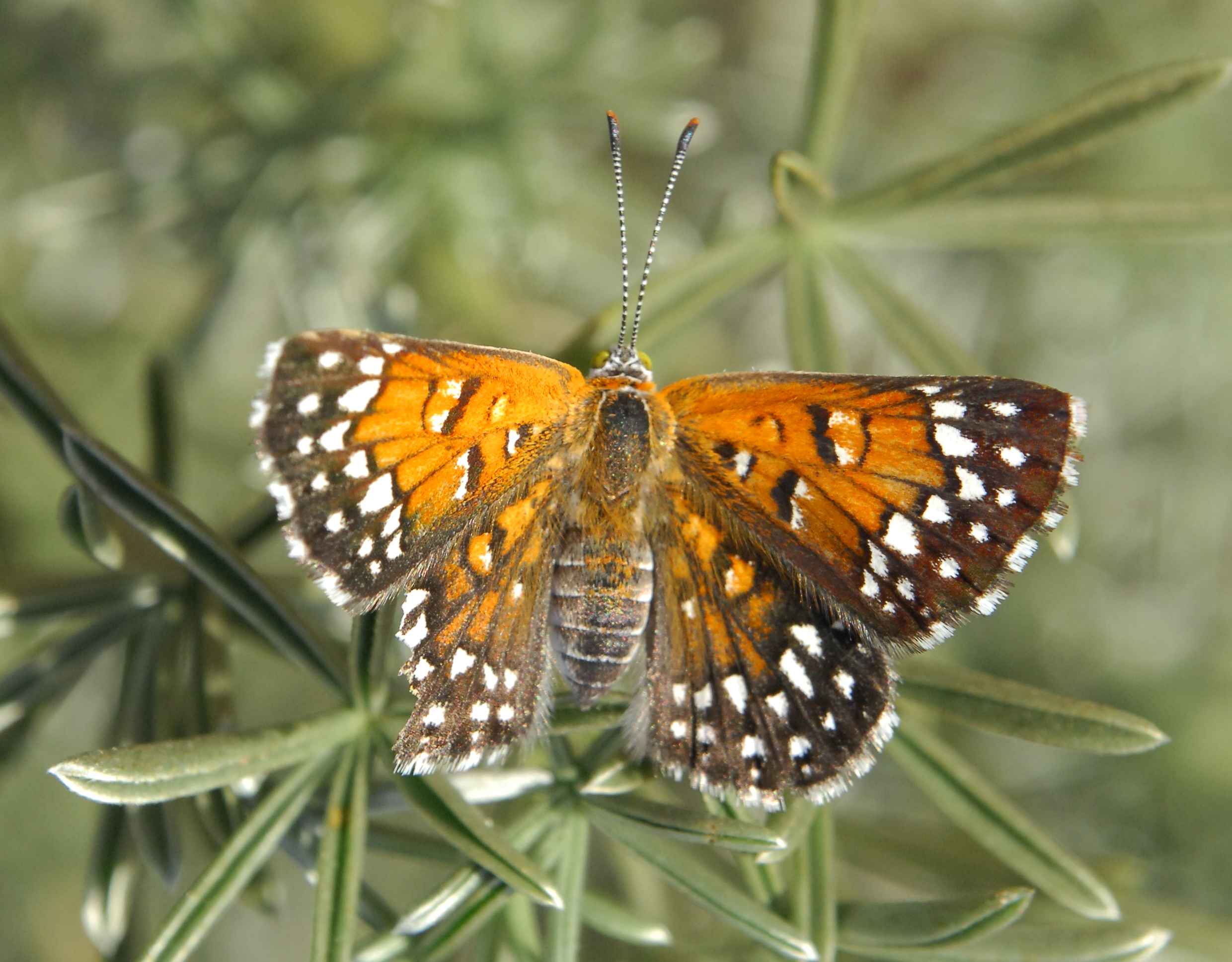 Lange's Metalmark Butterfly (Image Credits: Wikimedia)