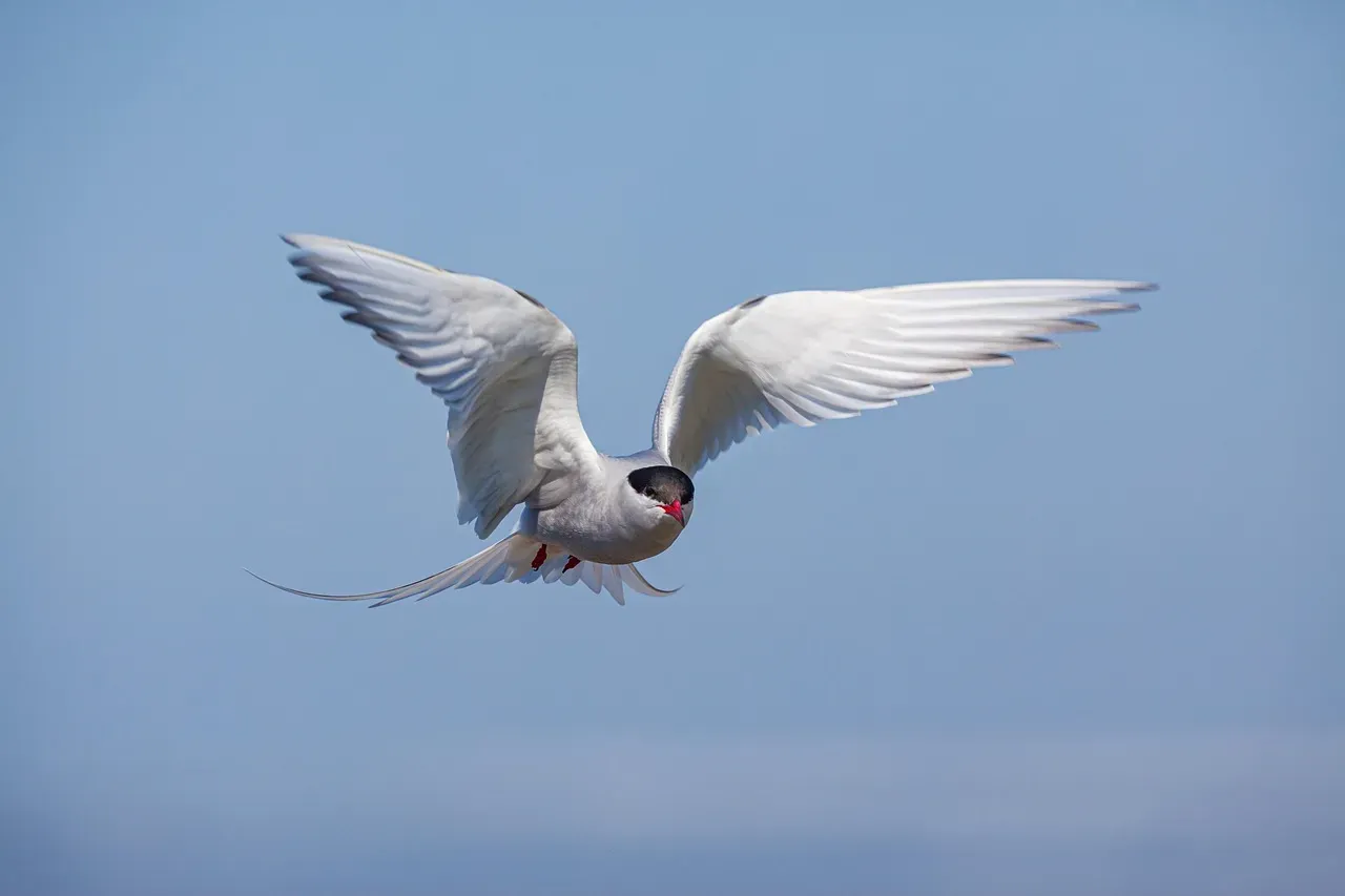 The Incredible Journey and Flight Mechanics (Image Credits: Pixabay)