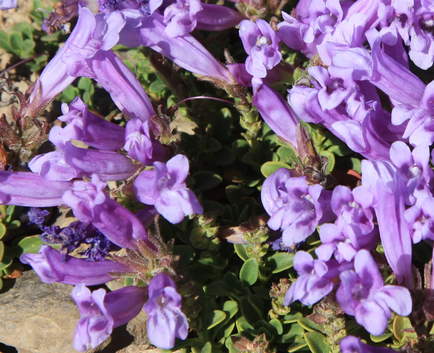 Penstemon (Beardtongue) (By Dcrjsr, CC BY 4.0)