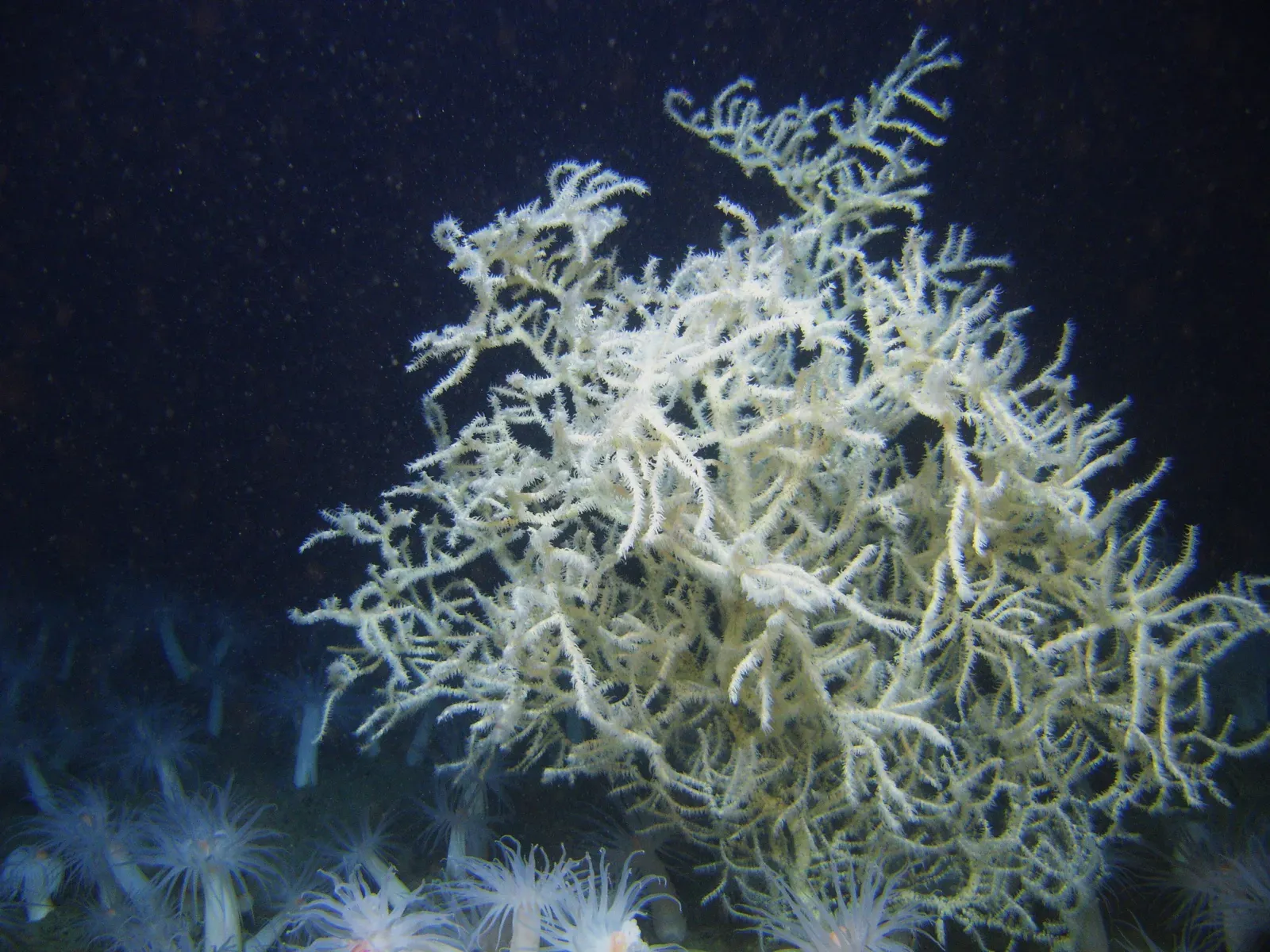 5. Black Coral: Alive When Ancient Egypt Was Young (NOAA Photo Library, Public domain)