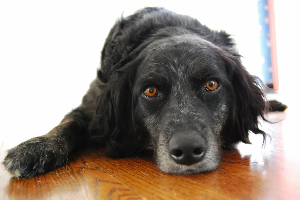 9. The Sigh or Groan: Your Dog's Emotional Exhale (Image Credits: Flickr)