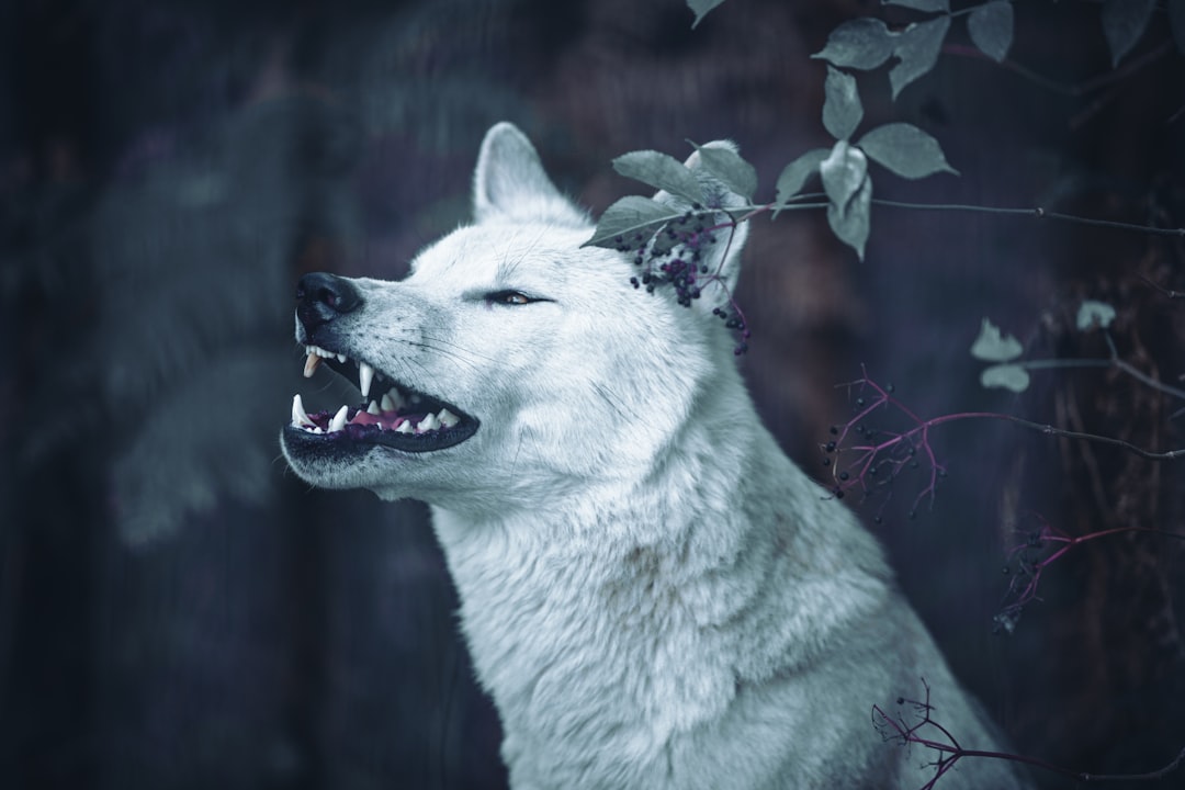 Conclusion: Nature's Early Warning System (Image Credits: Unsplash)