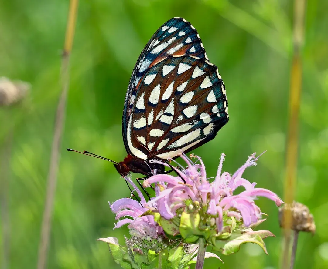 Signs of Hope: Conservation Efforts Lighting the Way Forward (Image Credits: Unsplash)