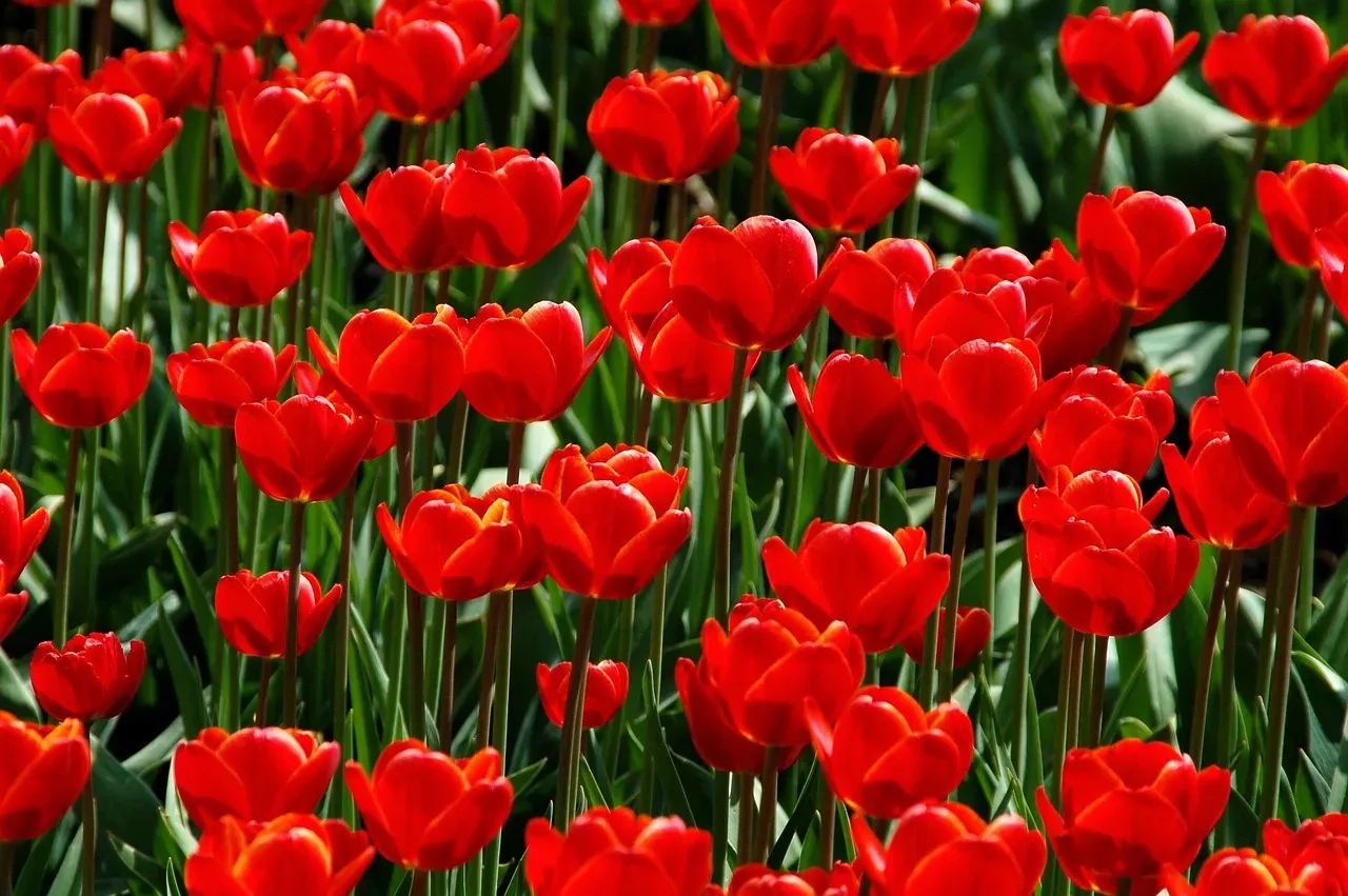 Tip 6: Choose Plants That Actually Want to Grow Where You Are (Image Credits: Pixabay)