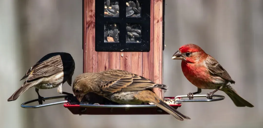 Putting the Feeder in the Wrong Spot (Image Credits: Unsplash)
