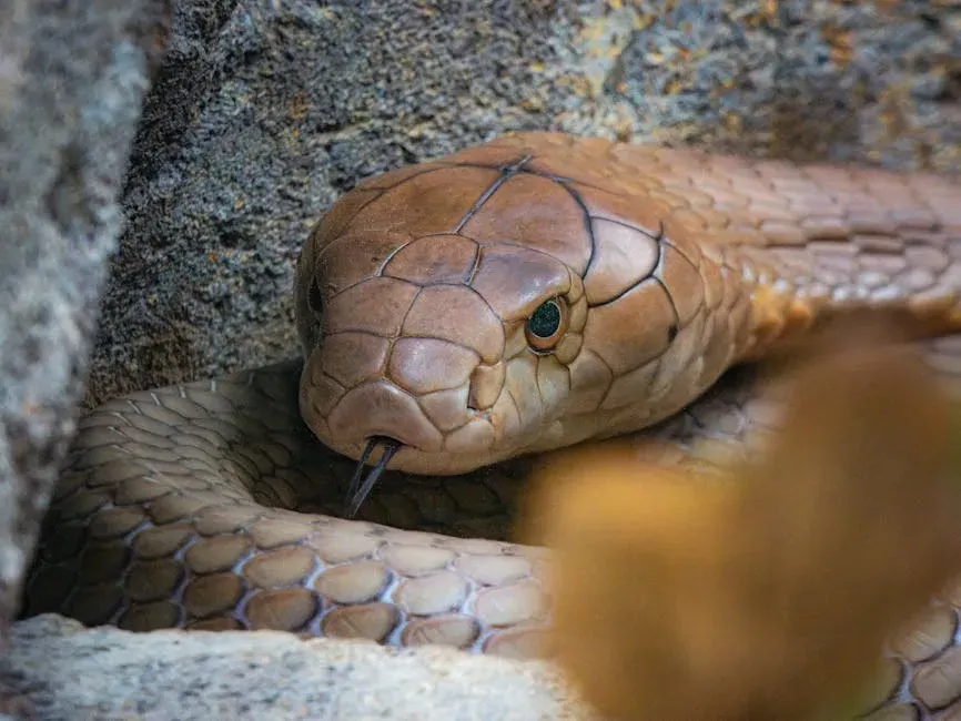 #8. Scorpio (October 23 – November 21): The King Snake (Image Credits: Pexels)