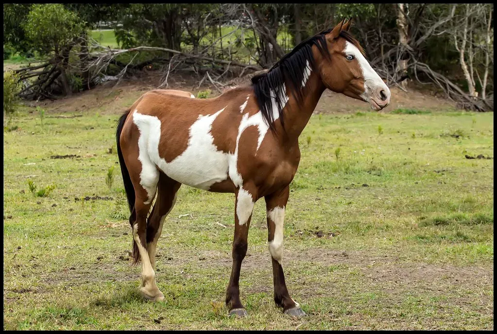 #6 - Paint Horse (54,000 photos uploaded, Flickr, CC BY-SA 2.0)