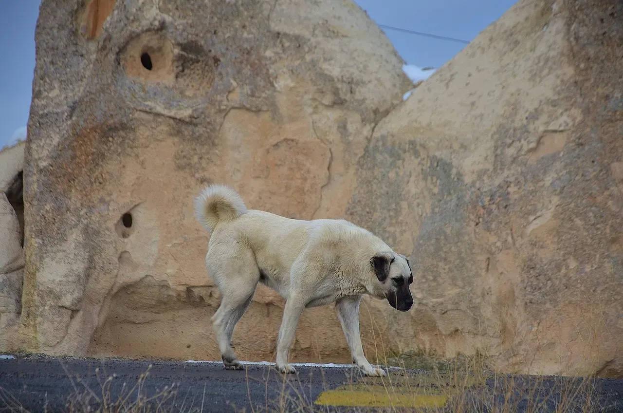1. Kangal: The Turkish Titan With a Bite Like Thunder (Image Credits: Pixabay)