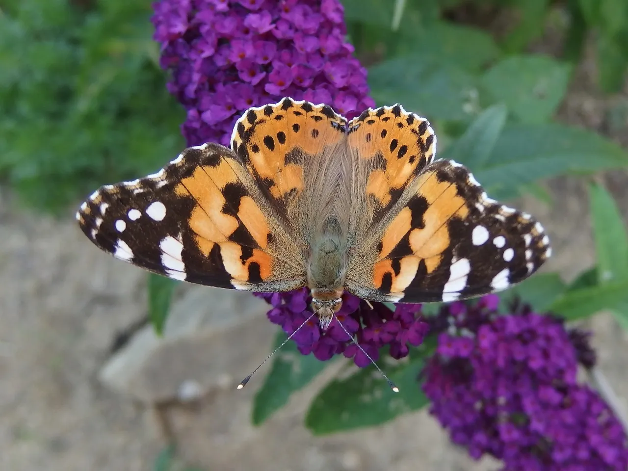 14. Plant a Butterfly Bush for a Nonstop Nectar Show (Image Credits: Pixabay)