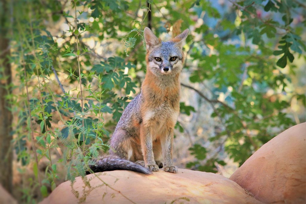 Big Bend National Park - Texas Desert's Wildlife Oasis (Image Credits: Flickr)