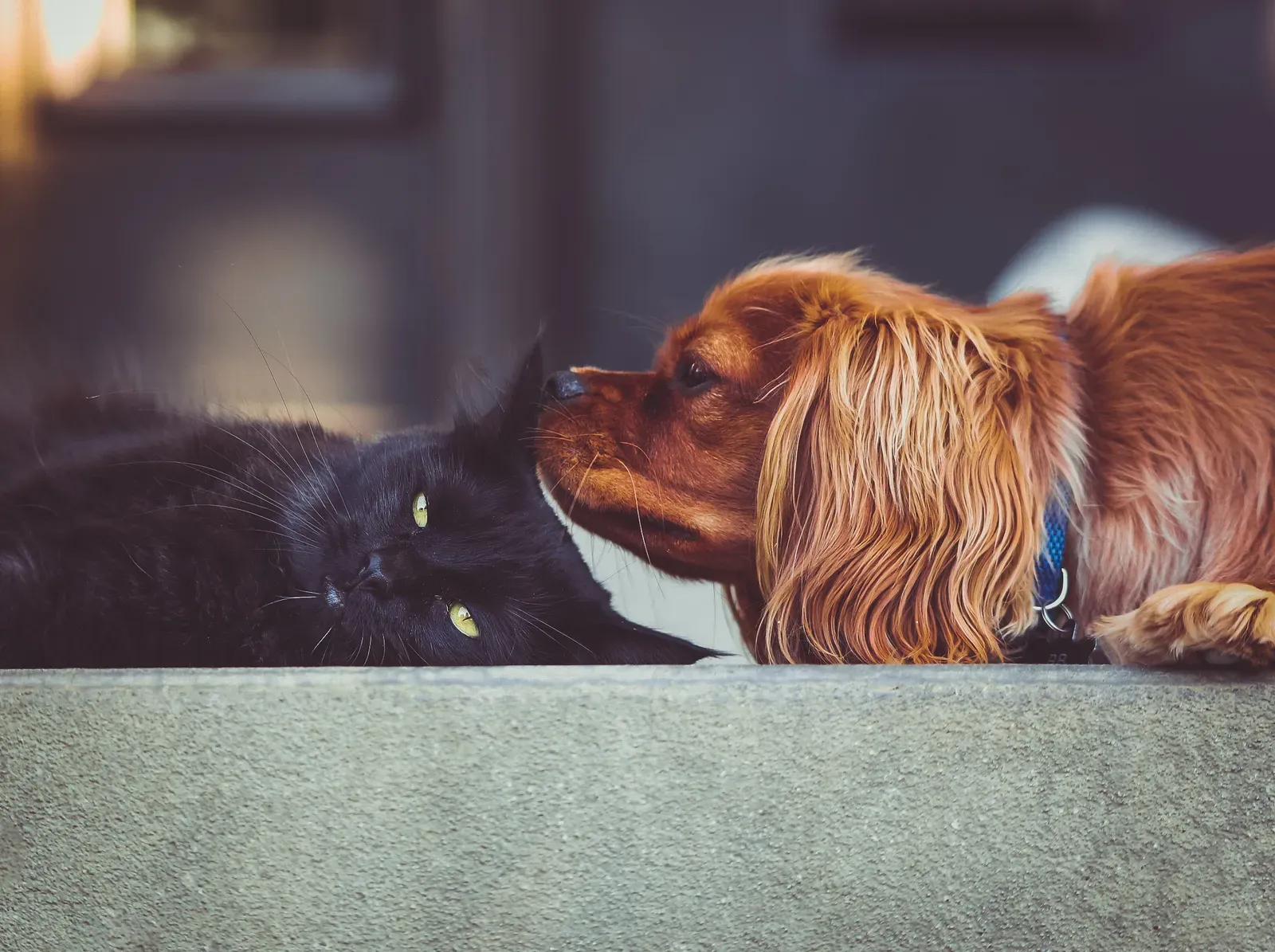 3. Cavalier King Charles Spaniel: Small Dog, Giant Heart (By Andrew Branch denae_andrew, CC0)