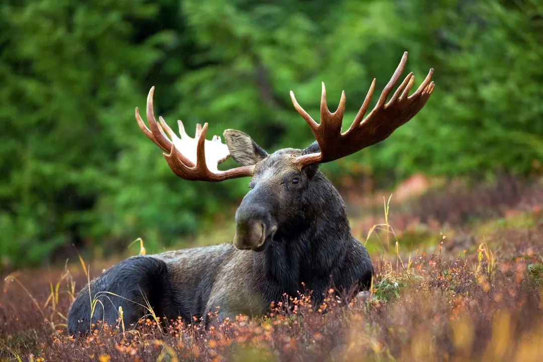 Moose: The Ghosts Growing Antlers Again (Image Credits: Unsplash)