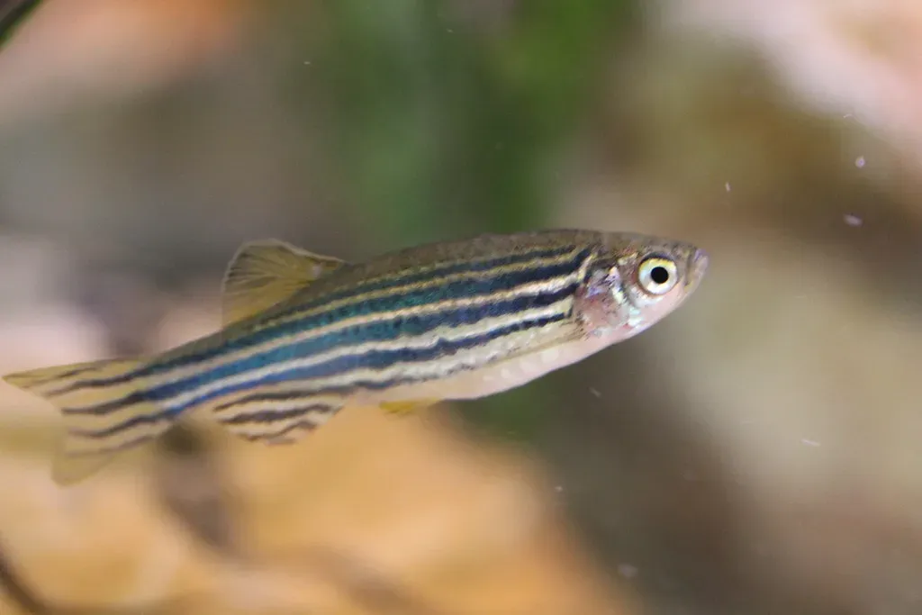 Zebra Danios: The Energizer Bunnies (Image Credits: Flickr)