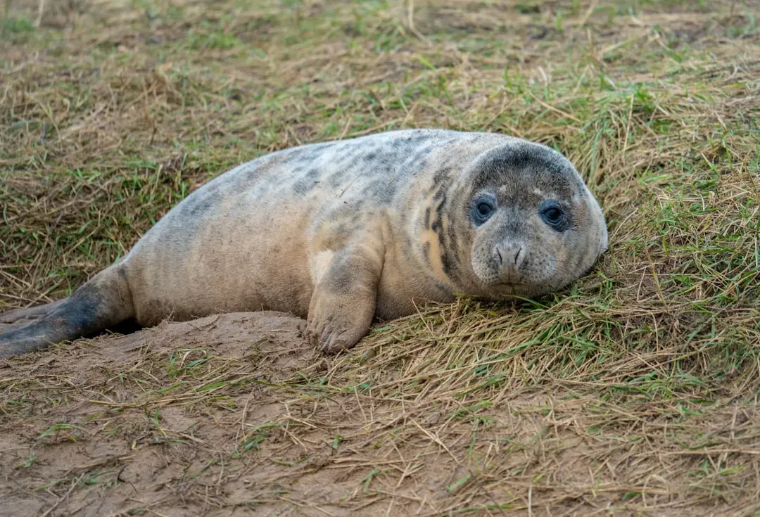 The Seal Connection: A Bountiful Buffet (Image Credits: Unsplash)