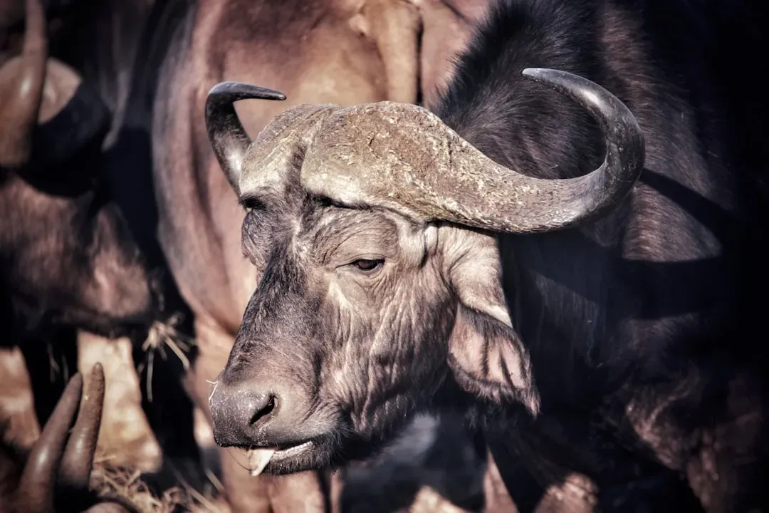 The Ox: The Powerhouse of Persistence (Image Credits: Unsplash)