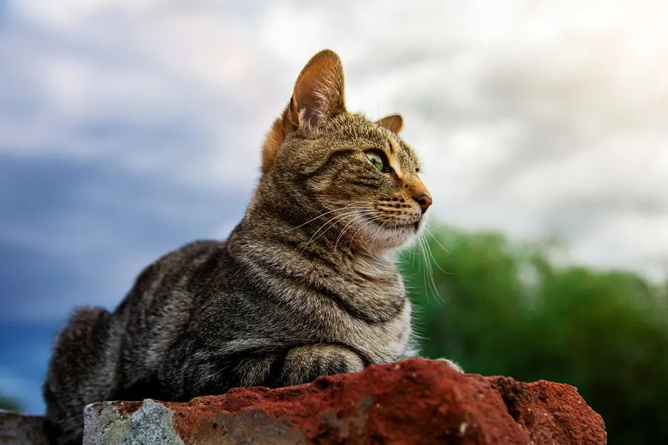 Taurus: The Comfort-Seeking Cat Enthusiast (Image Credits: Pexels)