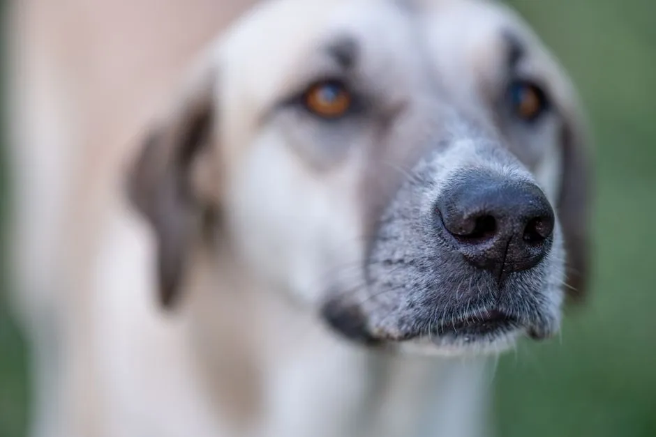 #1 - The Silver Muzzle That Reads as Wisdom, Not Wear (Image Credits: Pexels)