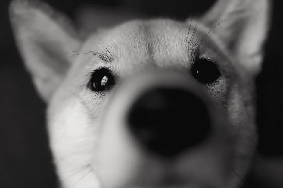 Capricorn: Shiba Inu (Image Credits: Pexels)