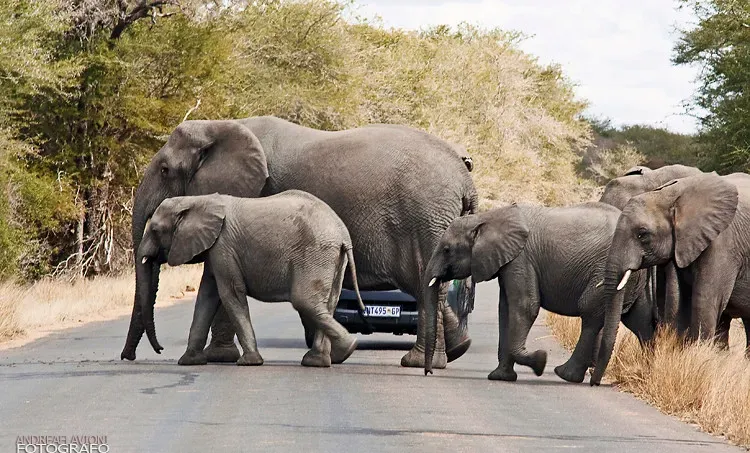 Serving a Surprisingly Wide Range of Species (Andrea Flavioni Photographer, Flickr, CC BY 2.0)